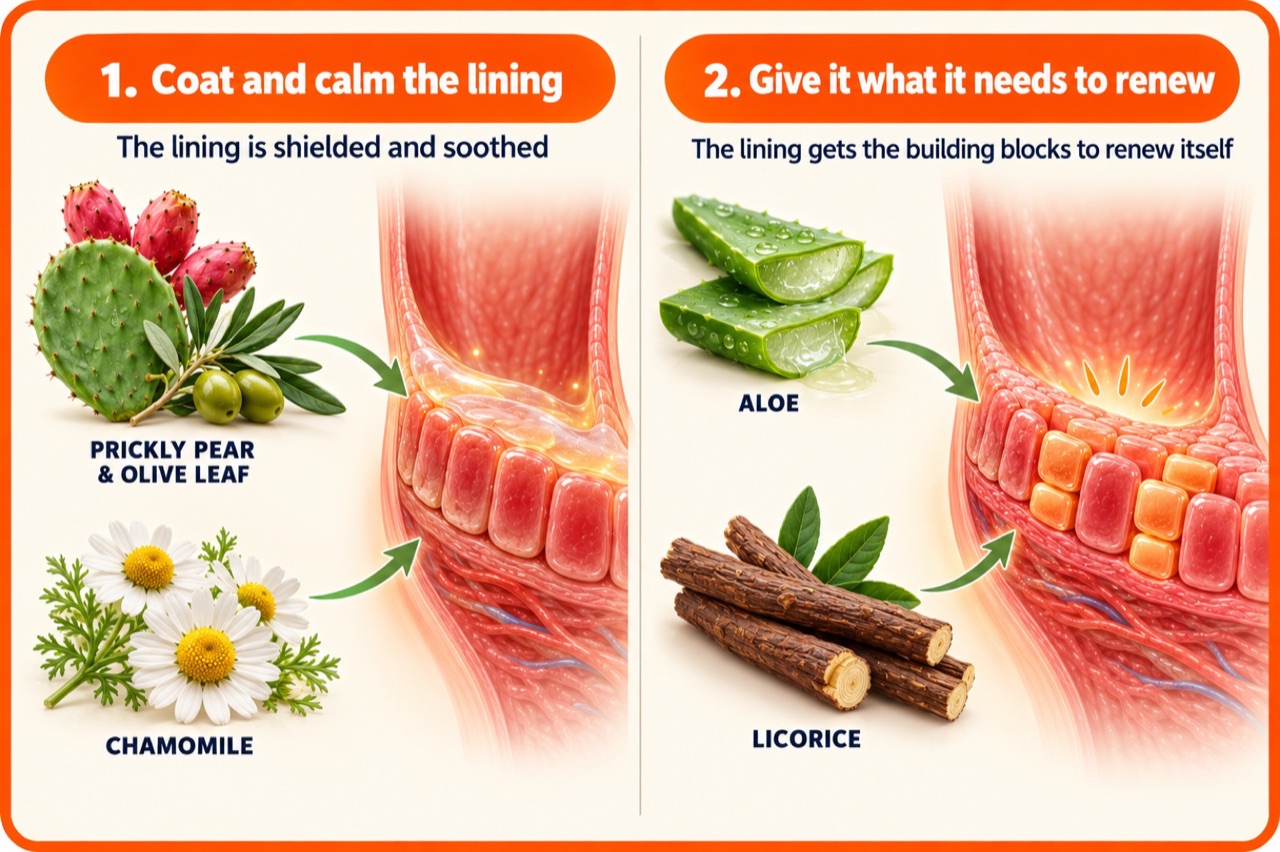 Two-column infographic: 1. Coat and calm the lining with prickly pear, olive leaf and chamomile. 2. Give it what it needs to renew with aloe and licorice
